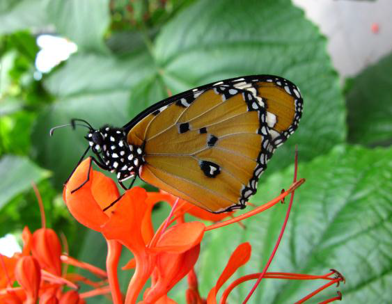 Calgary Zoo's Garden Gallery comes alive with the arrival of butterflies this spring