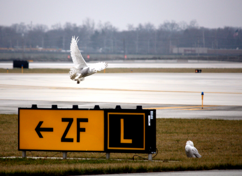 Two Snowy Owls at O'Hare International Airport