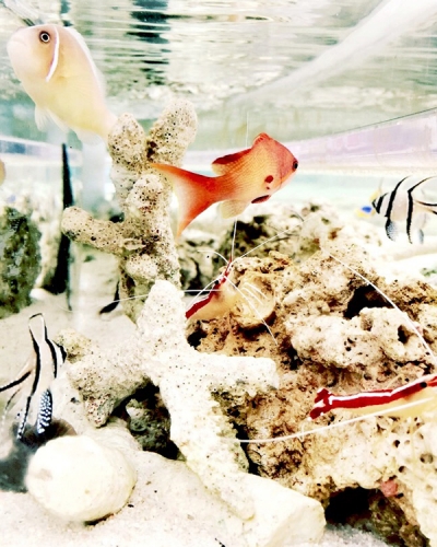 Four Seasons Resort The Biltmore Santa Barbara's Tydes Restaurant launches Coral Reef Aquarium Bar 