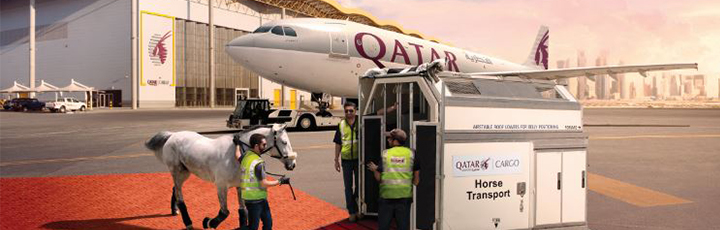 Qatar Airways Cargo transported 118 top class show jumping and dressage horses from Liege, Belgium to Doha, Qatar 