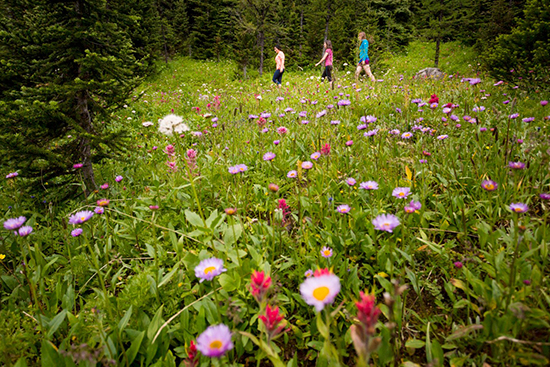 Travel Alberta: Sunshine Village makes it easier to access the colourful wildflower fields with gondola and lift services