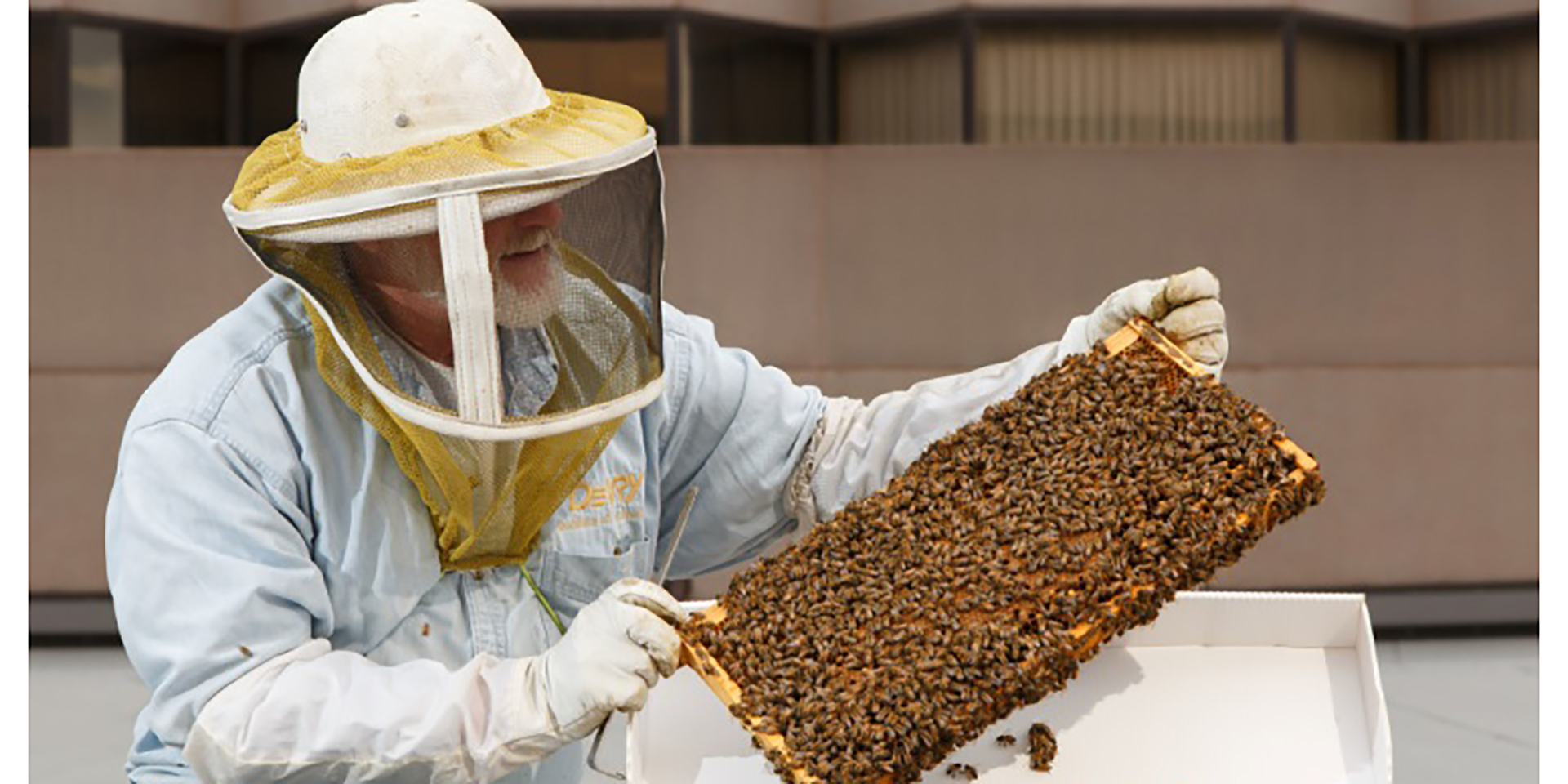 Ritz-Carlton Hotel contributes to global efforts to revive honeybee population by housing them in their properties 