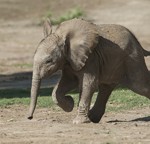 Baby Elephant Moves with Determination at San Diego Zoo Safari Park