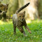 OLYMPIC ATHLETES TO MEET NATIONAL ZOO’S CHEETAH CUBS AND VISITORS