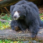 Sloth bears Randy and Tasha will make their final appearance at Woodland Park Zoo before new exhibit construction begins. Rendering credit: Dennis Dow/Woodland Park Zoo