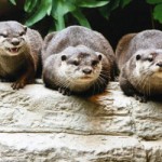 Woodland Park Zoo will break ground on phase one of tiger and sloth bear exhibit complex, which will feature Asian small-clawed otters and a kids’ nature play area. Photo Credit: Courtesy of Cleveland Metroparks Zoo