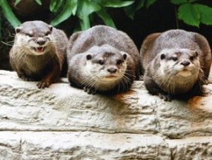 Woodland Park Zoo will break ground on phase one of tiger and sloth bear exhibit complex, which will feature Asian small-clawed otters and a kids’ nature play area.  Photo Credit: Courtesy of Cleveland Metroparks Zoo