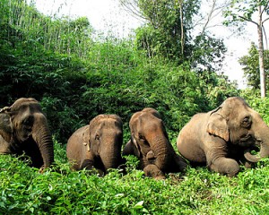 The elephants - Thong Kam, Bounma, Phuang Phet and Yuki