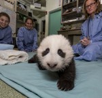 Baby Steps for San Diego Zoo’s Giant Panda Cub