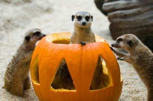 Pumpkins for the animals, kid-friendly programs inside Zoomazium, trick-or-treating, and a variety of festive fall activities are in store for Woodland Park Zoo’s popular Pumpkin Bash, Saturday-Sunday October 13-14, 20-21, and 27-28, 9:30 a.m.-2:30 p.m.   Photo Credit: Ryan Hawk/Woodland Park Zoo