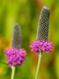 Purple Prairie Clover by Dawn Mazur.  Photo taken in July 2011 at South Pond in Lincoln Park.
