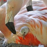 Three Chilean flamingos have recently hatched at Woodland Park Zoo and are being reared off public exhibit to increase their chance of survival. Photo Credit: Dennis Dow/Woodland Park Zoo