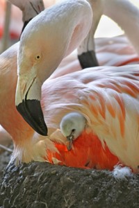 Three Chilean flamingos have recently hatched at Woodland Park Zoo and are being reared off public exhibit to increase their chance of survival.  Photo Credit: Dennis Dow/Woodland Park Zoo
