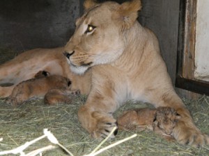 3-year-old African lion Adia gave birth to quadruplets Nov. 8 at Woodland Park Zoo. The cubs and mom are off view in a maternity den and appear to be healthy. For recent video and photos, visit www.zoo.org/lioncubs.   