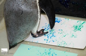 A pair of Humboldt penguins practice painting for the annual Holiday Silent Auction held at Woodland Park Zoo. Paintings created by the two penguins and artwork by an Asian elephant will be available for purchase in the zoo’s Education Center Friday, November 16. Entrance to the auction is free with zoo admission.    Photo Credit: Ryan Hawk/Woodland Park Zoo