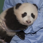 Newly Named Panda Xiao Liwu has 13th Exam at San Diego Zoo