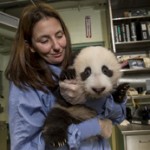 San Diego Zoo Giant Panda Cub Agility Improving