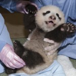 San Diego Zoo Panda Cub’s Full Belly, Body Condition Above Average