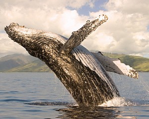 Whale Watching Four Seasons Resort Maui Style Set for Winter Season 2012-13