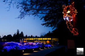 Woodland Park Zoo will be illuminated in thousands of sparkling LED lights during its first ever winter lights festival, WildLights presented by KeyBank, November 23-January 1, 5:30-8:30 p.m. nightly. WildLights will be closed December 24 and 25. 