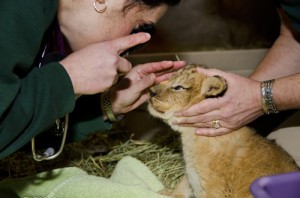 Quadruplet lion cubs at Woodland Park Zoo receive their first health examination. Born Nov. 8, the cubs are two males and two females. 