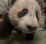 San Diego Zoo’s Giant Panda Cub Says, ‘Look into my Eyes!’