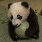 San Diego Zoo’s Panda Cub, “All Mine and I’m Not Sharing!”
