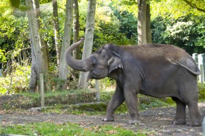 Statement on Elephant Care at Woodland Park Zoo