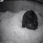 The Smithsonian's National Zoo, TWO ANDEAN BEAR CUBS BORN AT SMITHSONIAN’S NATIONAL ZOO