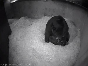 The Smithsonian's National Zoo, TWO ANDEAN BEAR CUBS BORN AT SMITHSONIAN’S NATIONAL ZOO