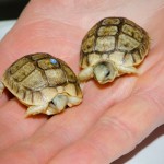 Woodland Park Zoo works to stem global turtle extinction phenomenon and celebrates recent hatchlings from two turtle species, the Egyptian tortoise and western Washington pond turtle.