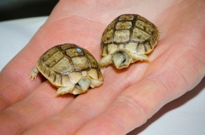 Woodland Park Zoo works to stem global turtle extinction phenomenon and celebrates recent hatchlings from two turtle species, the Egyptian tortoise and western Washington pond turtle.  