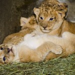 Woodland Park Zoo’s South African lion cubs continue to thrive behind the scenes under the care of 3-year-old mama Adia (ah-DEE-uh). The attached photos were taken Nov. 27. The cubs were born Nov. 8 and mark the first birth of lions at the zoo since 1991.