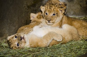 Woodland Park Zoo’s South African lion cubs continue to thrive behind the scenes under the care of 3-year-old mama Adia (ah-DEE-uh). The attached photos were taken Nov. 27. The cubs were born Nov. 8 and mark the first birth of lions at the zoo since 1991.   