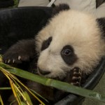 New Year, New Adventures for the San Diego Zoo’s Panda Cub