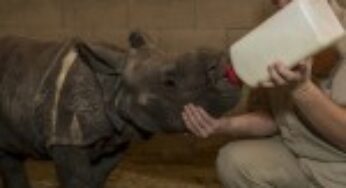 Rhino Calf Gets Bottle Feeding from Keepers at San Diego Zoo Safari Park