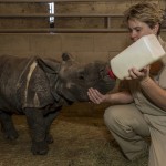 Rhino Calf Gets Bottle Feeding from Keepers at San Diego Zoo Safari Park