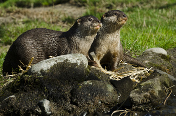 Phase one of zoo’s new Asian tropical forest exhibit opens in May and will  include Asian small-clawed otters, a tropical aviary and kid’s nature play area.    Photo Credit: Ryan Hawk/Woodland Park Zoo