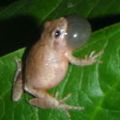 FrogWatch USA™ is a long-term citizen science monitoring program of frogs and toads
