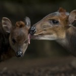 Mom Plants a Kiss on Her Baby Black Duiker at the San Diego Zoo