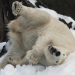 Polar Bear Frolics in Snow at San Diego Zoo