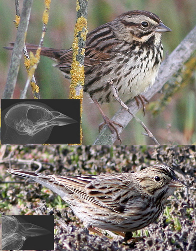 X-RAYS INDICATE THAT BILL SIZE MATTERS IN SPARROWS’ QUEST FOR TRUE LOVE