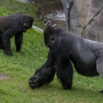 It’s Sunny and Raining Raisins for Play Days at San Diego Zoo