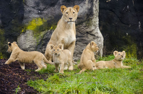 Woodland Park Zoo’s quadruplet lion cubs will make their public debut Saturday, Feb. 16. Viewing hours will be 11:00 am-6:00 pm daily but may vary or be canceled for the day due to weather and veterinary examinations.     Photo Credit: Ryan Hawk/Woodland Park Zoo