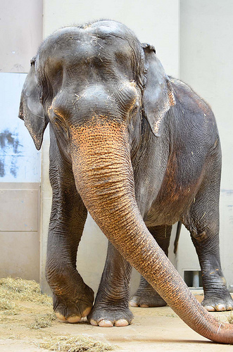 THE NATIONAL ZOO AND WASHINGTONIAN MAGAZINE CALL ON D.C.-AREA STUDENTS TO WRITE LETTERS TO ELEPHANTS