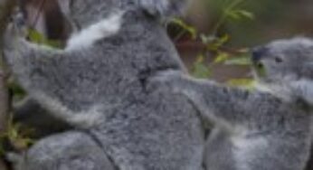 New Home For Koalas at the San Diego Zoo