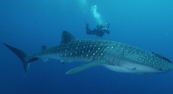 The First Maldivian Whale Shark Festival on 29th June 2013