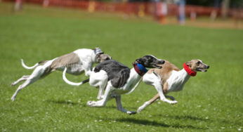 Historic Scotland invites to Edinburgh’s magnificent Holyrood Park this Sunday 21st July 2013 for ancient royal sports