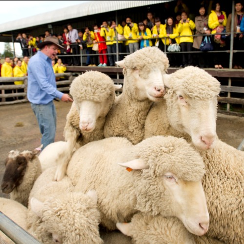 Sheep at Tobruk Sheep Station