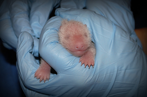 Photo Credit: Courtney Janney, Smithsonian's National Zoo The giant panda cub born 5:32 p.m. August 23 at the Smithsonian's National Zoo received an exam from animal care staff at 8:56 a.m. August 35. The cub weighs 137 grams (about 4.83 ounces). Chief veterinarian Suzan Murray reports that the cub is robust, has a steady heartbeat, a full belly (is nursing well), and has successfully passed fecals. Zoo officials do not yet know the cub's sex. Animal care staff obtained a DNA sample. It will take approximately 2-3 weeks before the sex is known.